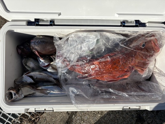 クロムツ・カンコ(ウッカリカサゴ)