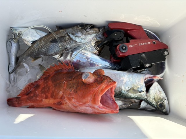 クロムツ・カンコ(ウッカリカサゴ)