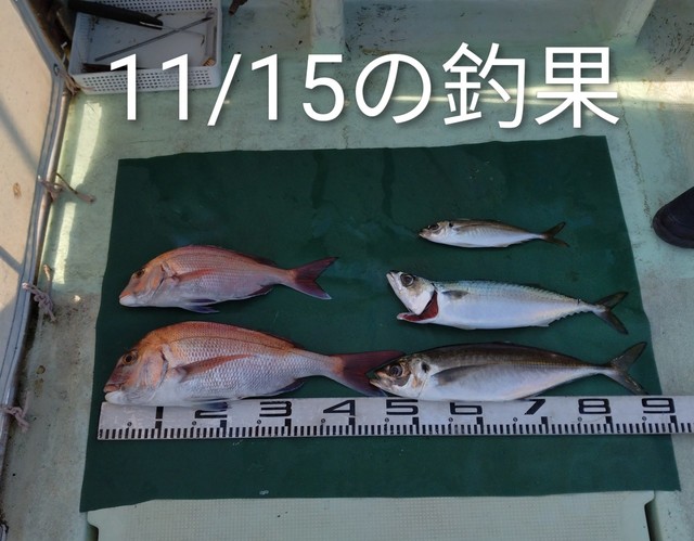 マダイ・マアジ・マサバ