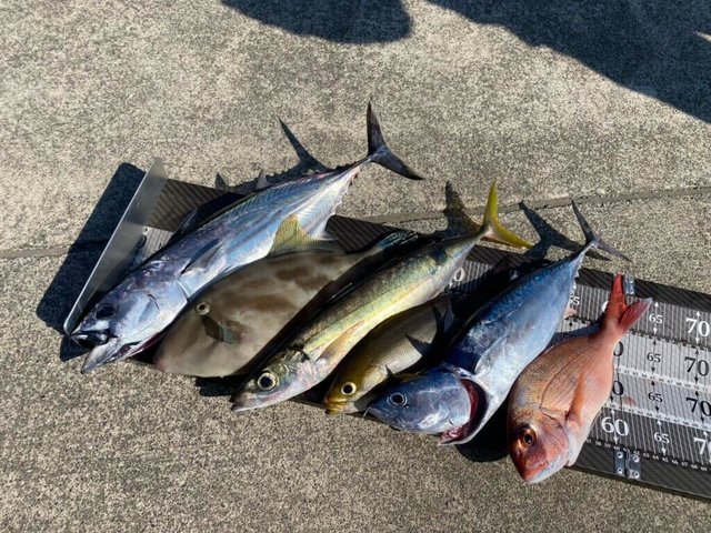 マダイ・イサキ・ヒラソウダ・ウマヅラ(ウマヅラハギ)・アカゼムロ(オアカムロ)