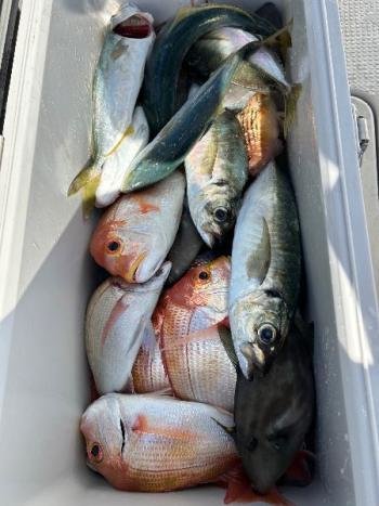 レンコダイ(キダイ)・チダイ・マアジ