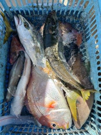 レンコダイ(キダイ)・マアジ・ツバス(ブリ)