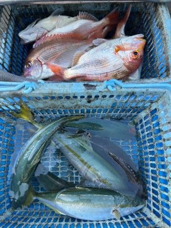 レンコダイ(キダイ)・チダイ・ツバス(ブリ)