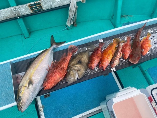 カンパチ・オニカサゴ・アヤメカサゴ・ホウボウ・マトウダイ