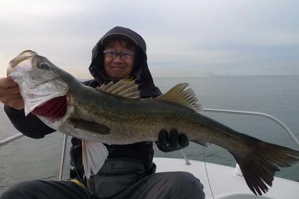 シーバス(スズキ)