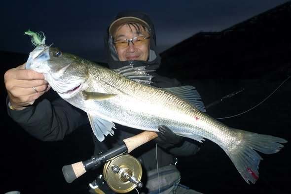 シーバス(スズキ)