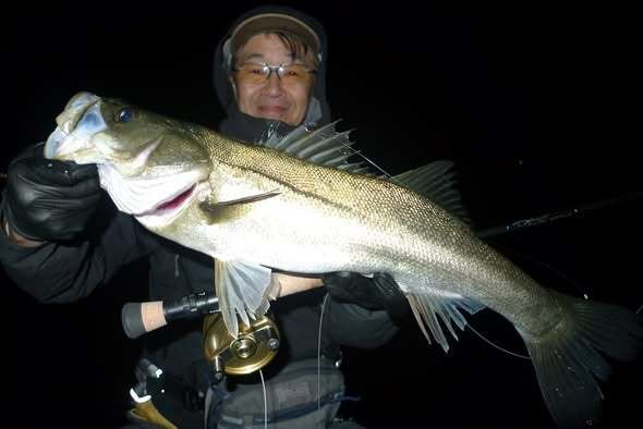 シーバス(スズキ)