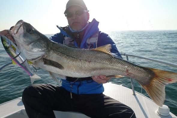 シーバス(スズキ)