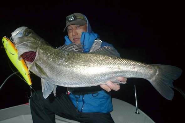 シーバス(スズキ)