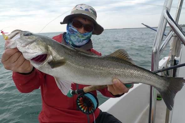 シーバス(スズキ)