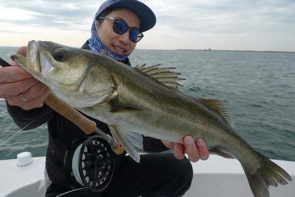 シーバス(スズキ)