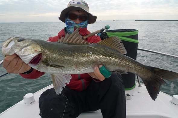 シーバス(スズキ)