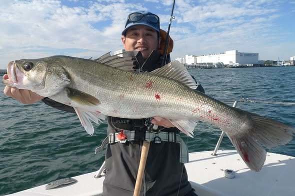 シーバス(スズキ)