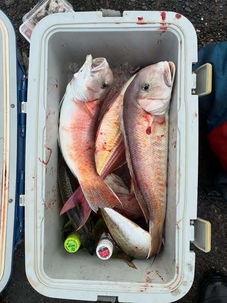 シロアマダイ・イトヨリ(イトヨリダイ)