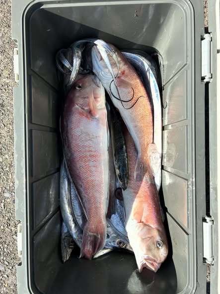 シロアマダイ・タチウオ