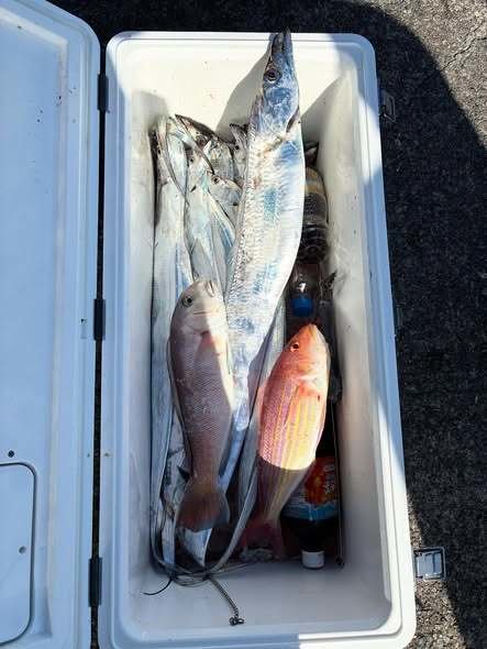 シロアマダイ・イトヨリ(イトヨリダイ)・タチウオ