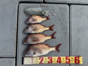 タイ(マダイ)・アオリイカ