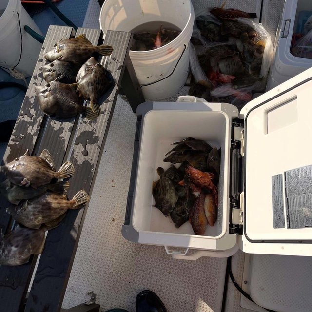 カサゴ・カワハギ