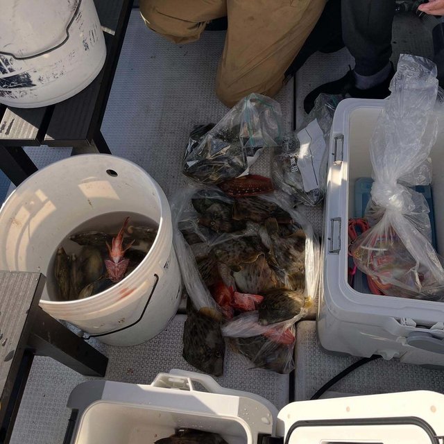 カサゴ・カワハギ