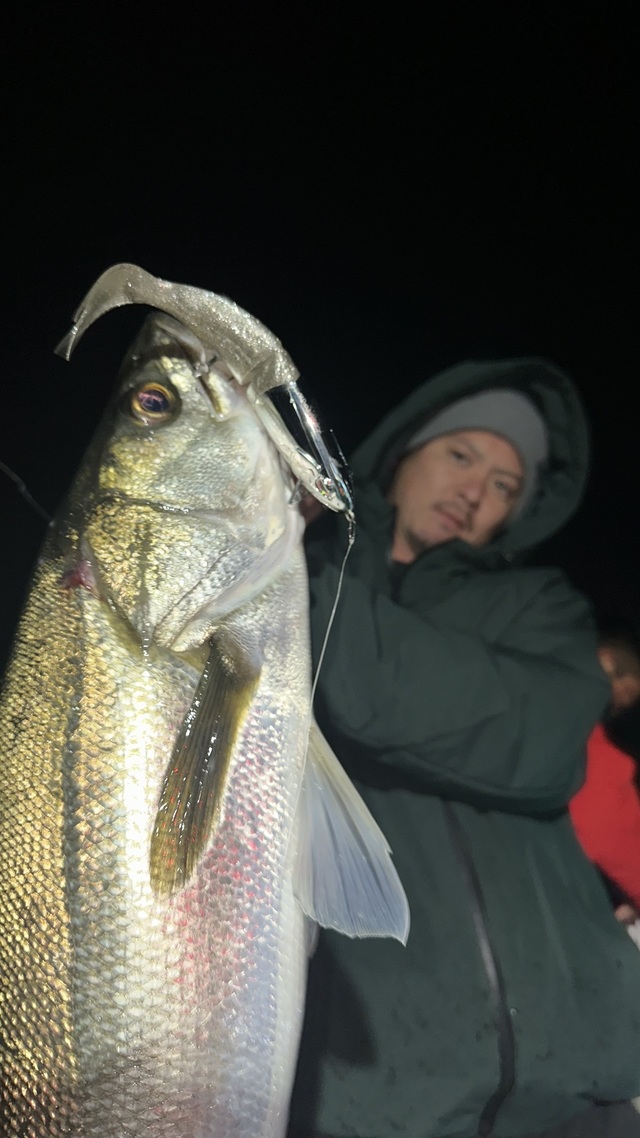 シーバス(スズキ)