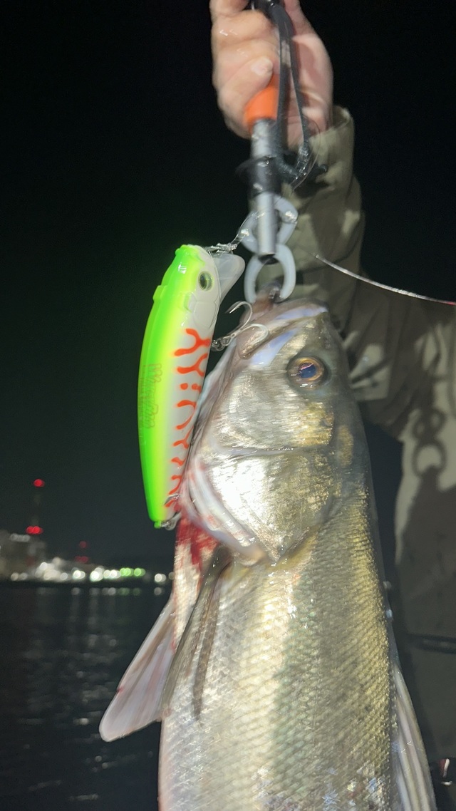 シーバス(スズキ)