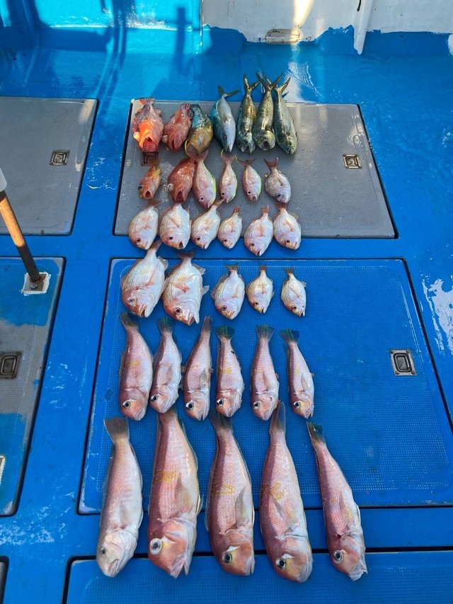 マダイ・アマダイ(アカアマダイ)