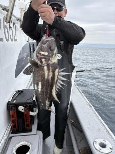 イシナギ(オオクチイシナギ)