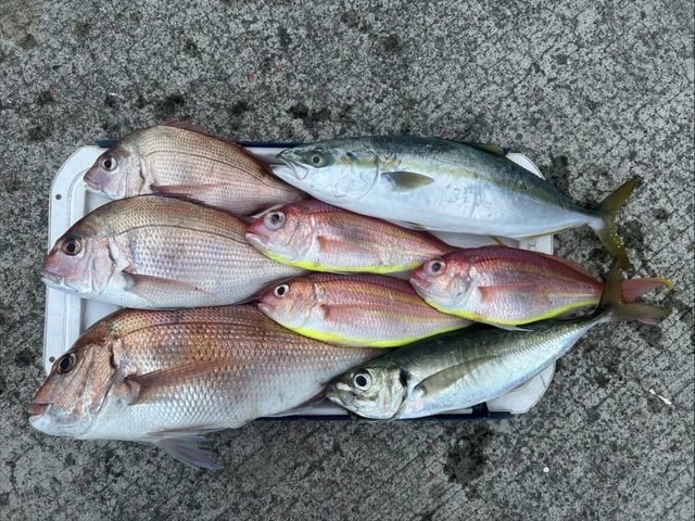 マダイ・マアジ・ハマチ(ブリ)・イトヨリ(イトヨリダイ)