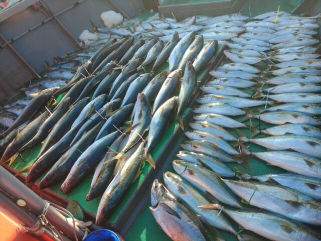 ワラサ(ブリ)・ヒラマサ・コシナガ