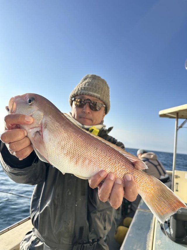 アマダイ(アカアマダイ)