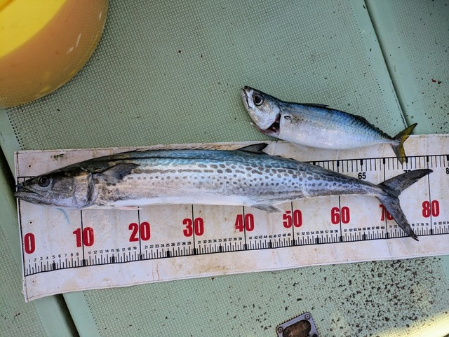 アジ(マアジ)・サワラ