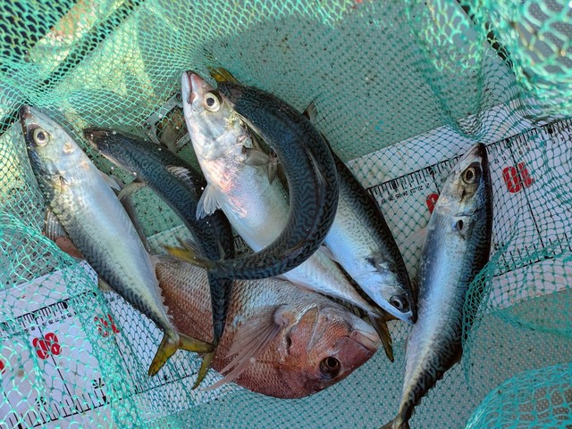 タイ(マダイ)・マサバ