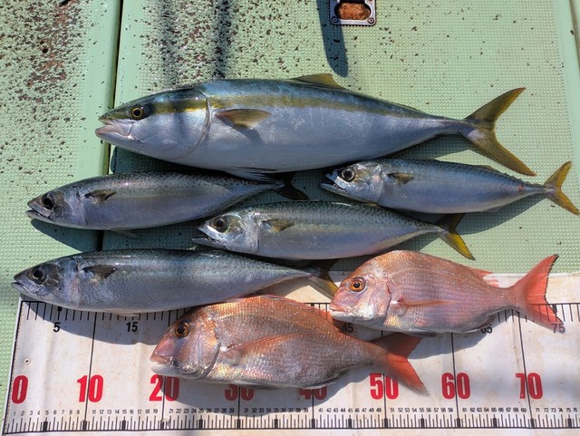 タイ(マダイ)・メジロ(ブリ)・マサバ