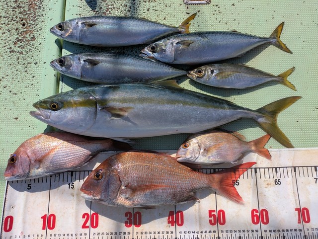 タイ(マダイ)・アジ(マアジ)・メジロ(ブリ)・マサバ