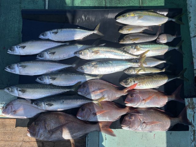 マダイ・マアジ・ハマチ(ブリ)・イサキ・マサバ