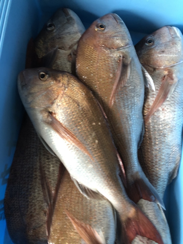 ハナダイ(チダイ)