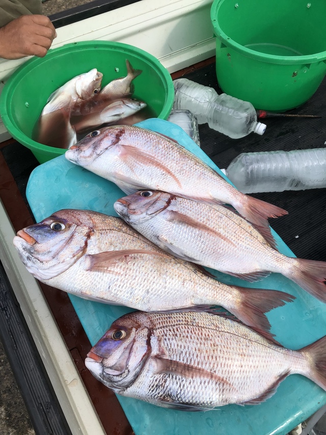 ハナダイ(チダイ)