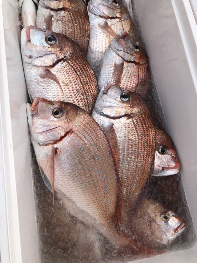 ハナダイ(チダイ)