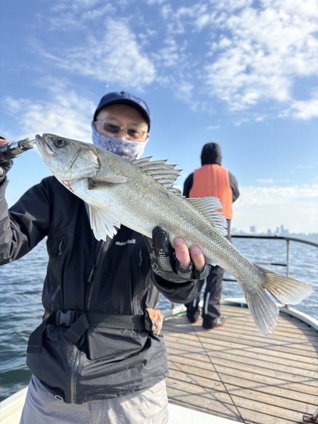 シーバス(スズキ)