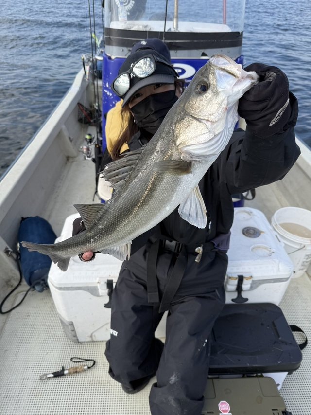 シーバス(スズキ)