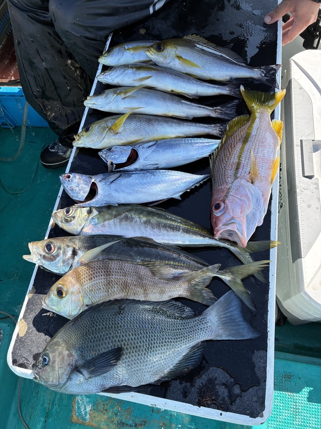 グレ(メジナ)・メイチダイ・ヨコスジフエダイ