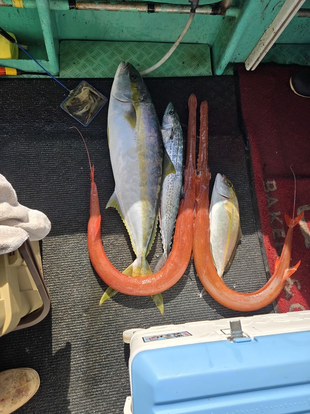 ヒラス(ヒラマサ)