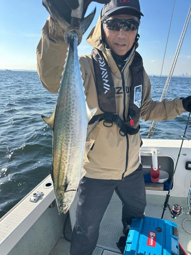 サゴシ(サワラ)