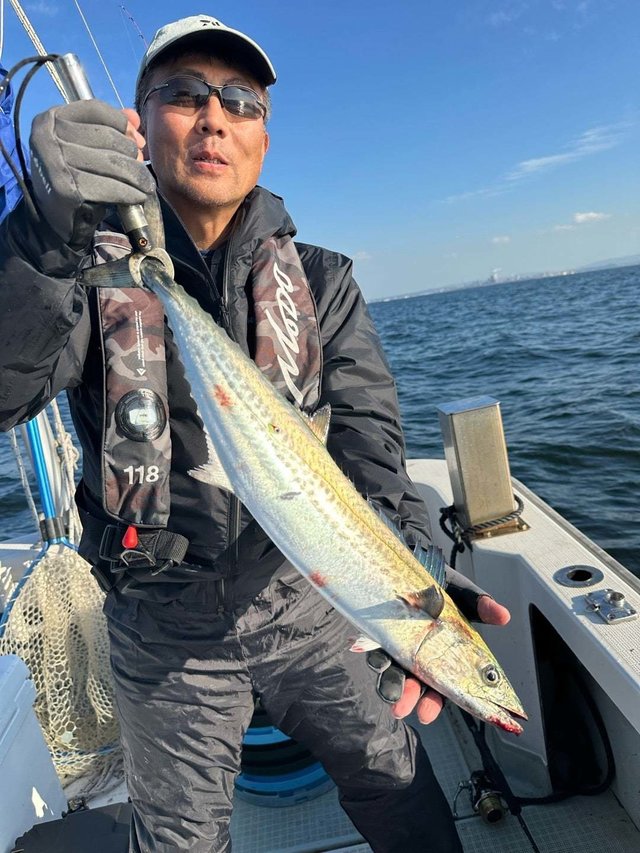 サゴシ(サワラ)