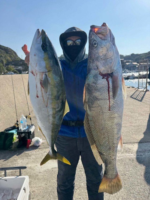 ワラサ(ブリ)・オオニベ