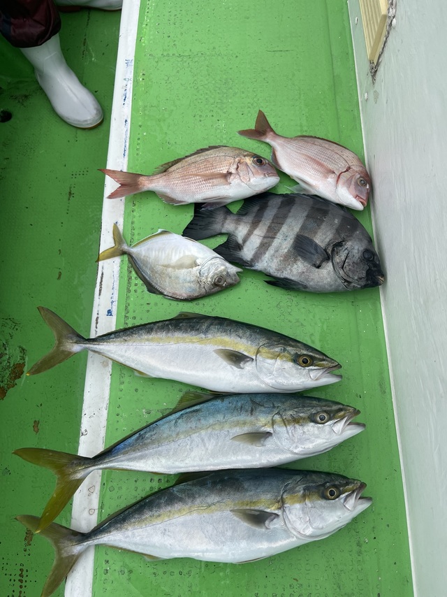 マダイ・ハナダイ(チダイ)・イシダイ・イナダ(ブリ)