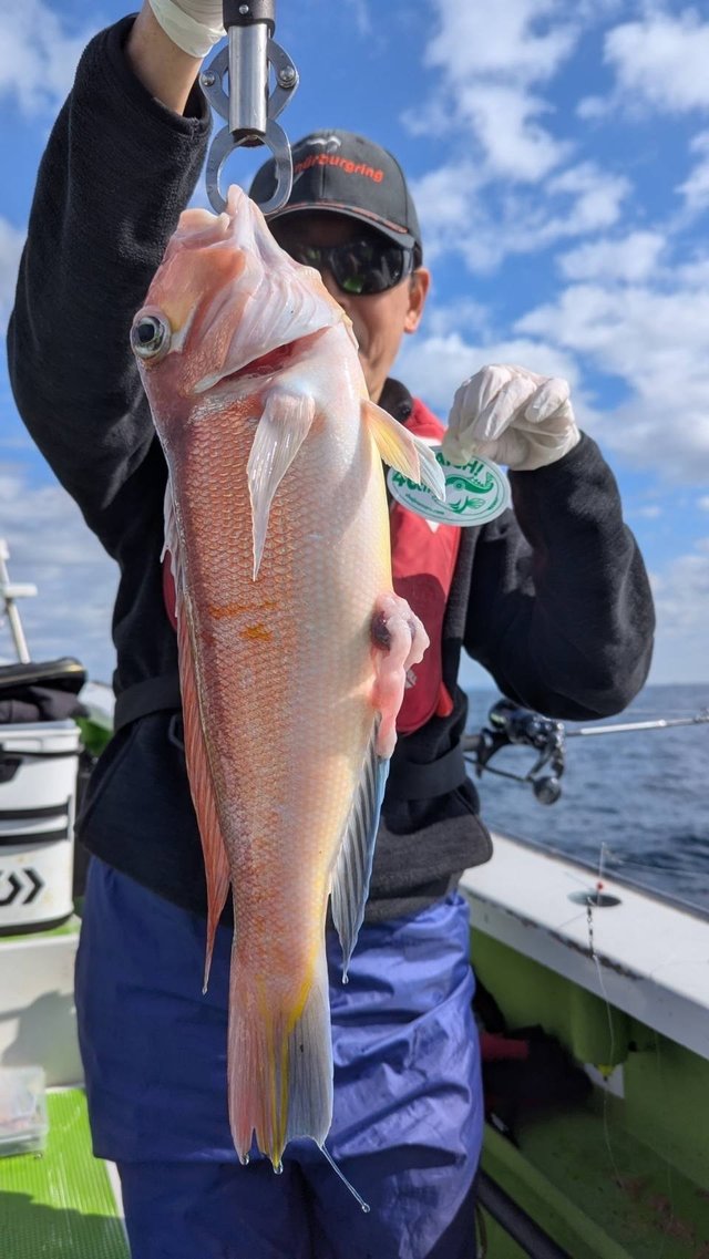 アマダイ(アカアマダイ)