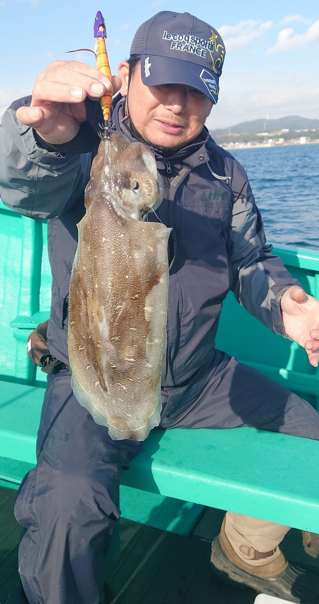 モンゴウイカ(カミナリイカ)