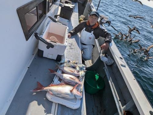 マダイ・カイワリ