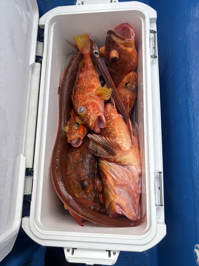 カンコ(ウッカリカサゴ)